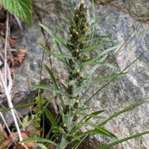 Click to view this image in a large viewer