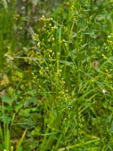 Click to view this image in a large viewer