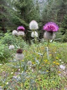 Click to view this image in a large viewer