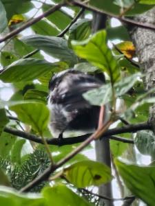 Click to view this image in a large viewer