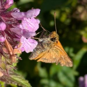 Click to view this image in a large viewer