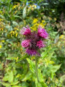 Click to view this image in a large viewer