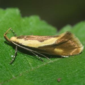 Click to view this image in a large viewer