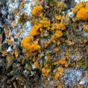 Click to view this image in a large viewer