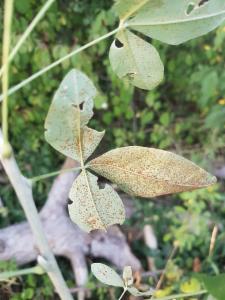 Click to view this image in a large viewer