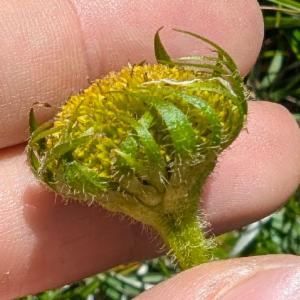 Click to view this image in a large viewer