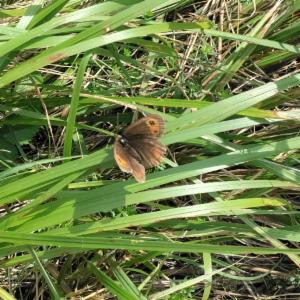 Click to view this image in a large viewer