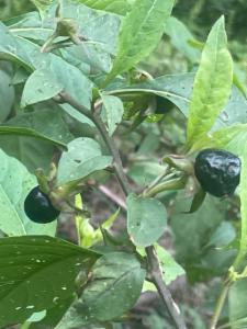 Click to view this image in a large viewer