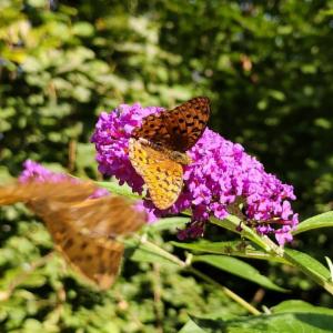 Click to view this image in a large viewer