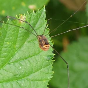 Click to view this image in a large viewer