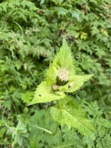 Click to view this image in a large viewer