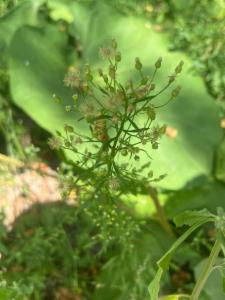 Click to view this image in a large viewer