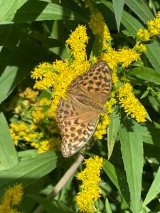 Click to view this image in a large viewer