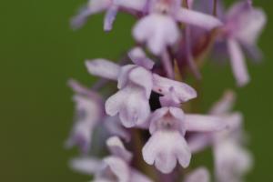 Click to view this image in a large viewer