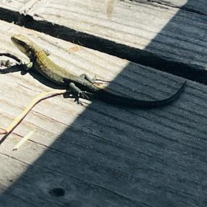 Click to view this image in a large viewer