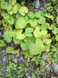 Click to view this image in a large viewer