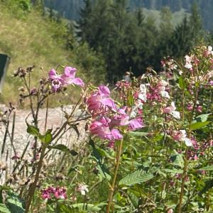 Click to view this image in a large viewer