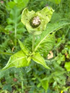 Click to view this image in a large viewer