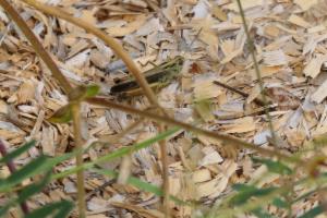 Click to view this image in a large viewer