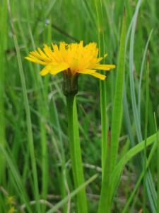 Click to view this image in a large viewer