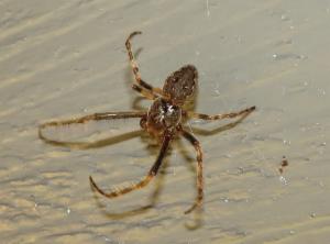 Click to view this image in a large viewer