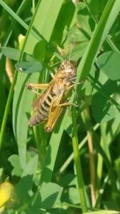 Click to view this image in a large viewer