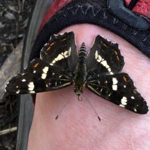 Click to view this image in a large viewer