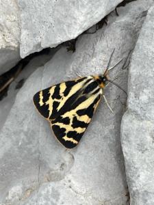 Click to view this image in a large viewer