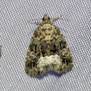 Click to view this image in a large viewer