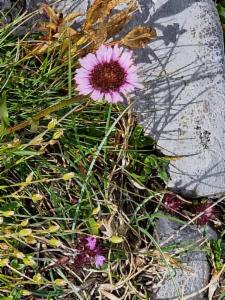 Click to view this image in a large viewer