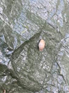 Click to view this image in a large viewer