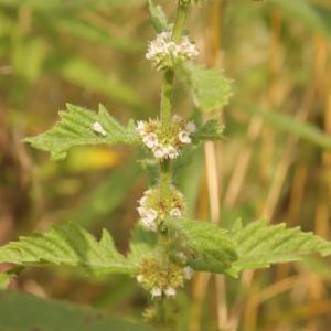 Click to view this image in a large viewer