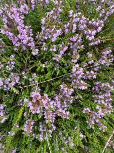 Click to view this image in a large viewer