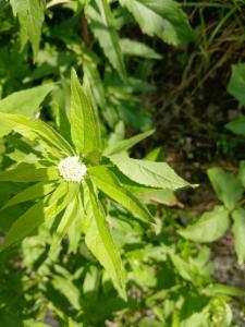 Click to view this image in a large viewer