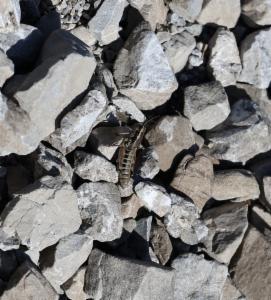 Click to view this image in a large viewer