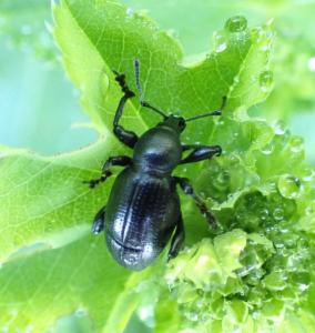 Click to view this image in a large viewer