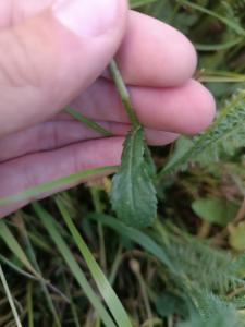 Click to view this image in a large viewer