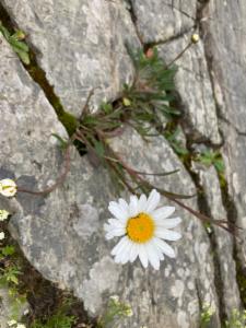 Click to view this image in a large viewer