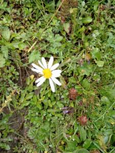 Click to view this image in a large viewer