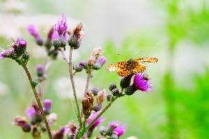 Click to view this image in a large viewer