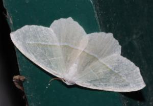 Click to view this image in a large viewer