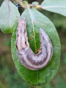 Click to view this image in a large viewer