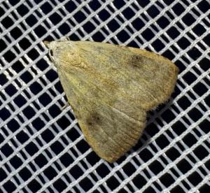 Click to view this image in a large viewer