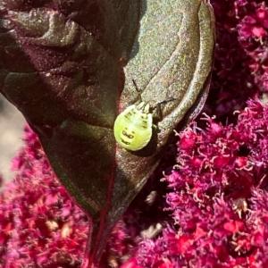 Click to view this image in a large viewer