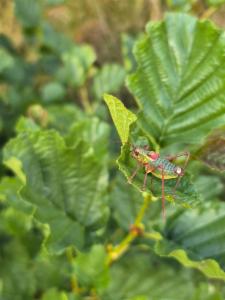 Click to view this image in a large viewer