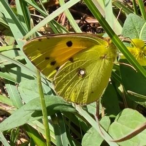 Click to view this image in a large viewer