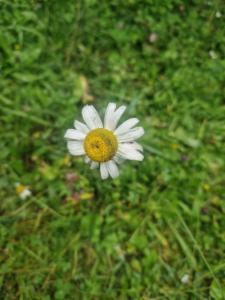 Click to view this image in a large viewer