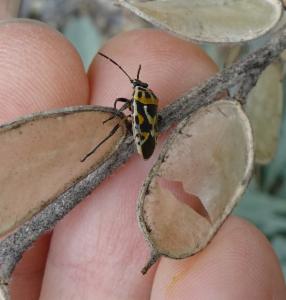 Click to view this image in a large viewer