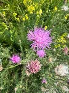 Click to view this image in a large viewer