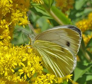 Click to view this image in a large viewer